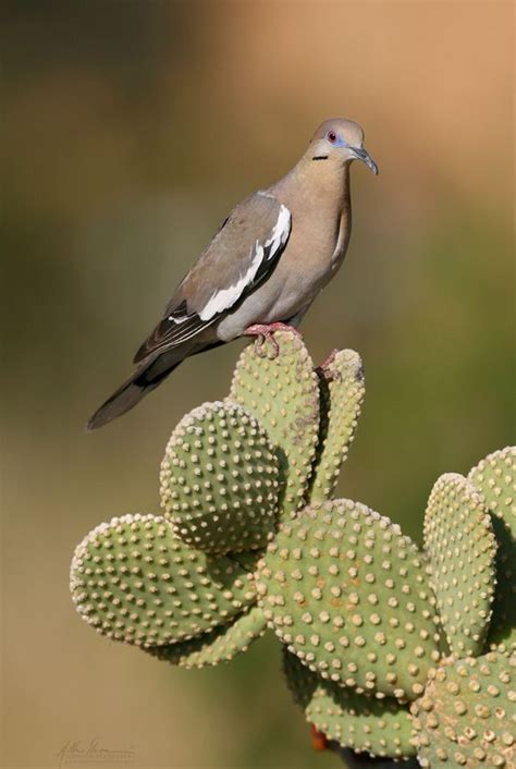 White Winged Dove Southwestern United States Mexico To Central