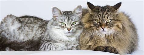 Male Vs Female Cats Behavioral Differences Petsoid