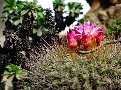 36000 Acres In Arizona Designated To Protect Two Species Of Cactus