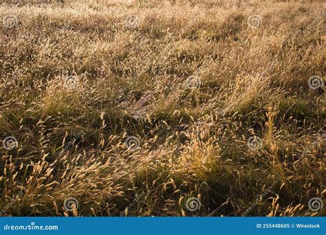 Dried Grass In The Field Stock Image Image Of Texture 255448605