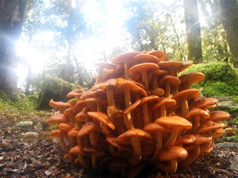 Orange Mushroom Cluster By Rowankeltizar On Deviantart