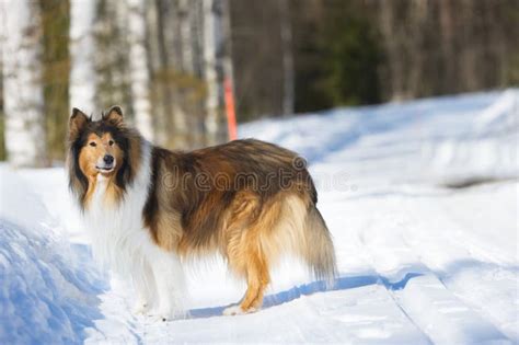 Rough Collie Running On Snow Stock Image Image Of Action Animals