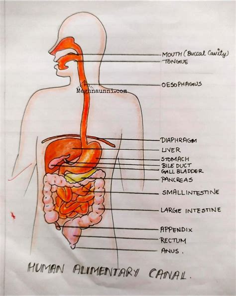 Human Alimentary Canal Biology Diagram For Class Meghnaunni Com