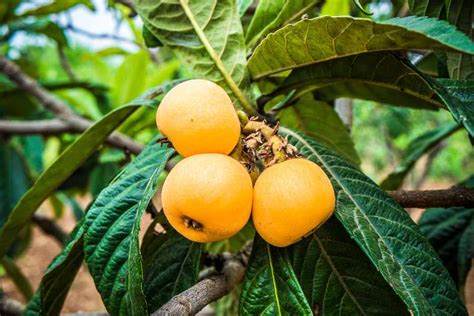 How To Plant And Care For Your Loquat Tree