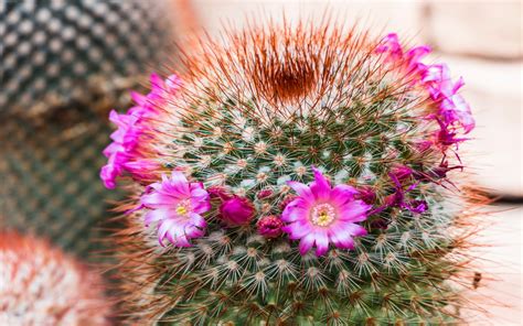 Cactus Flower Bokeh Desert Plant Nature Landscape Wallpapers Hd Desktop And Mobile