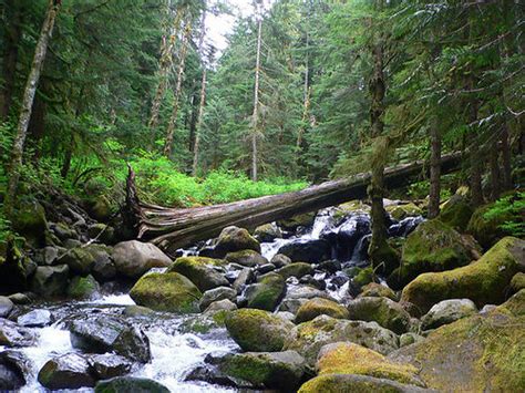 Bell Creek Loop Hike Hiking In Portland Oregon And Washington