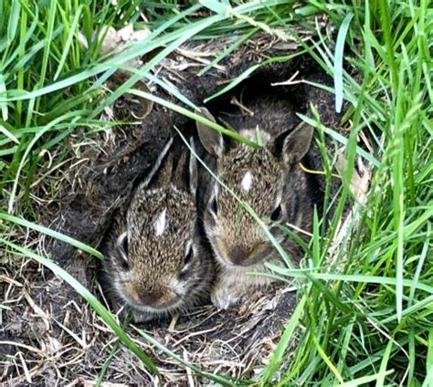 Maybe you would like to learn more about one of these? What should I do if I find an orphaned or abandoned baby ...