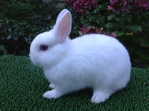 Everything You Need To Know About The Netherland Dwarf Rabbits Dwarf
