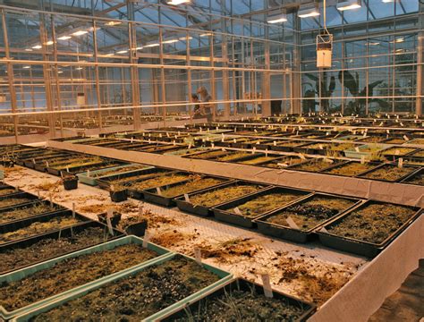 Green house seed company genetics are the result of years of intensive breeding. SeedClim | University of Bergen