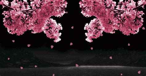 Download background power point animasi gif bergerak info ringan. Gambar Animasi Bergerak Bunga Sakura Jepang Yang Paling ...