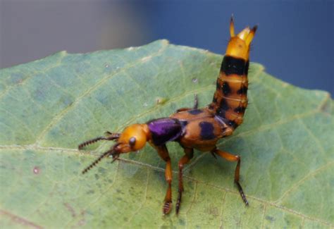 Rove Beetle From Brazil Whats That Bug