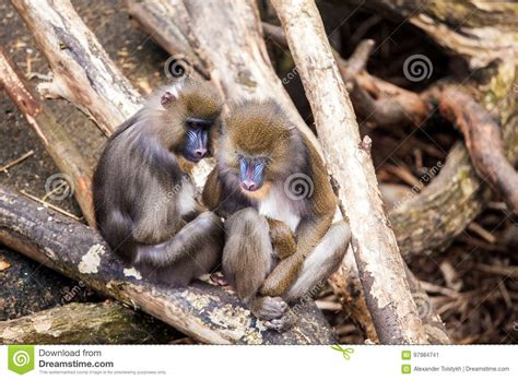 Two Monkeys In Zoo Stock Image Image Of Wilderness Monkey 97984741