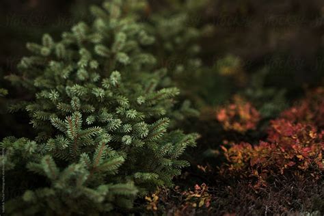 Detail Of Pine Tree Stock Image Everypixel