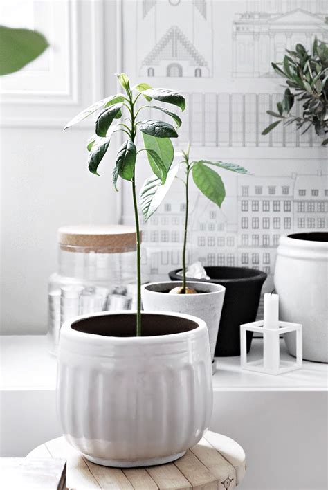 Place your potted avocado in a sunny window. My Avocado Trees : A tale of growth | Growing an avocado ...