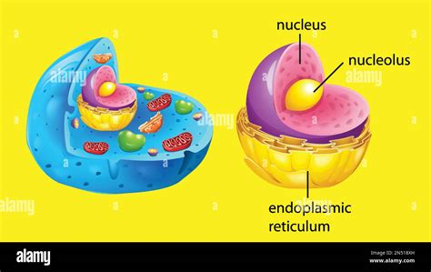 Animal Cell Anatomy Structure Illustration Stock Vector Image And Art Alamy