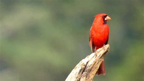 Northern Cardinal Song