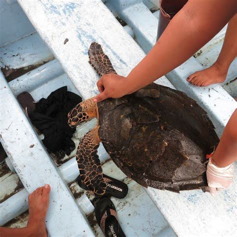 Nicaragua Sea Turtle Expedition With See Turtles Go Overseas