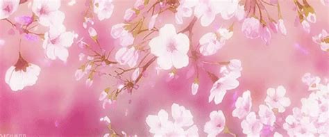 Aesthetic Anime Cherry Blossom  Background Cherry Blossoms Cherry