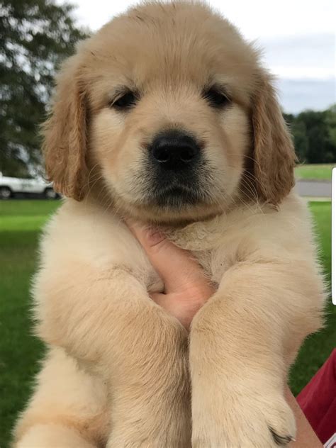 Our puppies are current on vaccinations, parasite prevention and control. Golden Retriever Puppies For Sale | Pottstown, PA #283375