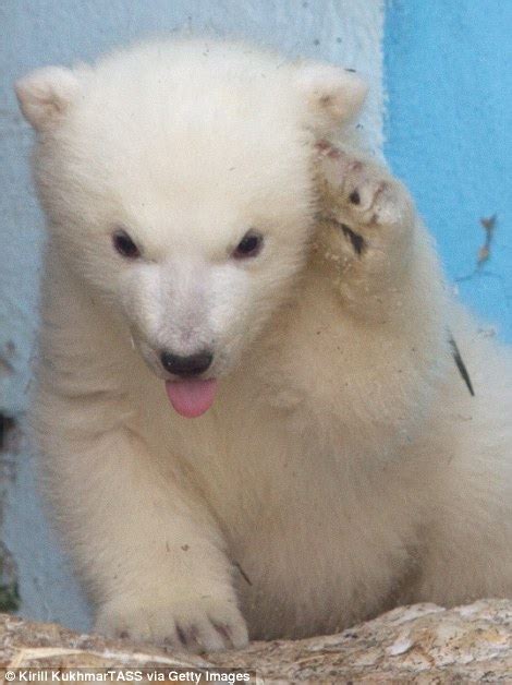 Polar Bear Cub Shila Charms Onlookers Playing With Her