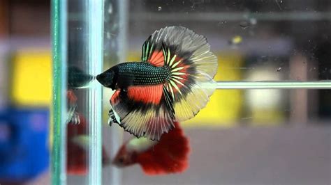 All products betta female freshwaterfish male. Betta Splendens : (0313-89) Black Copper Orange Singletail ...