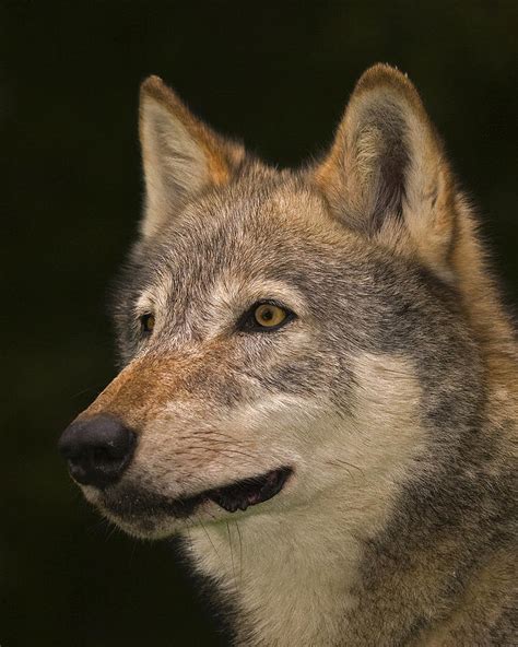Headstudy European Wolf Photograph By Paul Scoullar Fine Art America