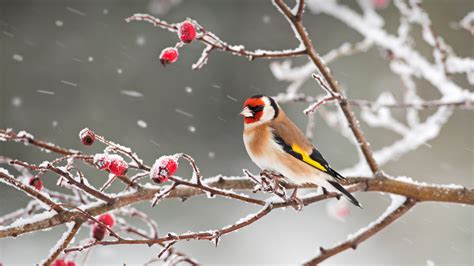 Goldfinch Snow Bing Wallpaper Download
