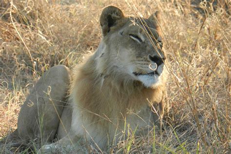 Female lions, meanwhile, will normally have given birth by the age of four. These 5 lionesses have grown manes and are starting to act ...