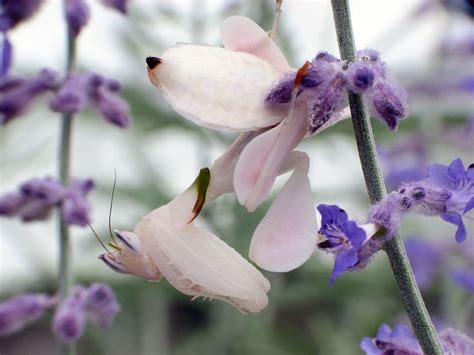 Praying mantis don't live very long. orchid mantis - Google Search | Orchid mantis, Orchids ...