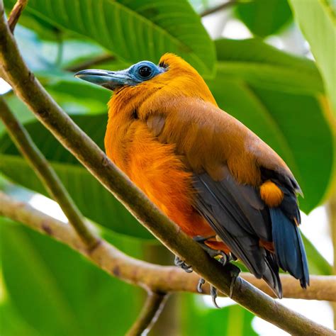Seven Strange And Wonderful Bird Sounds You Wont Believe Abc