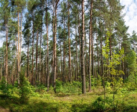 Pine Forest Stock Image Image Of Green Wild Trunks 274543203