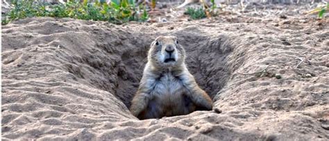 Prairie Dog Vs Groundhog Az Animals