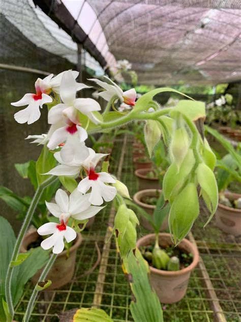 Maybe you would like to learn more about one of these? Paku Midin: Cara Orkid Cepat Berbunga dan Sihat - Hanya ...