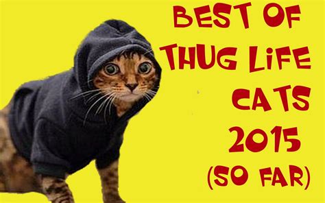 Best Thug Life Cats Compilation Of 2015 So Far Thug Life Cat Thug
