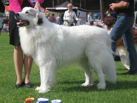 Extra Large Long Haired Dog Breeds
