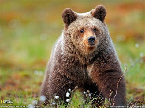 Grizzly Bear Backgrounds Wallpaper Cave