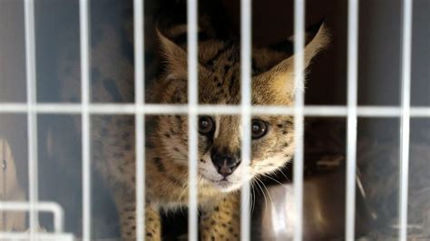 Trafic Danimaux Sauvages Sur Les Traces Du Serval De Grasse Le