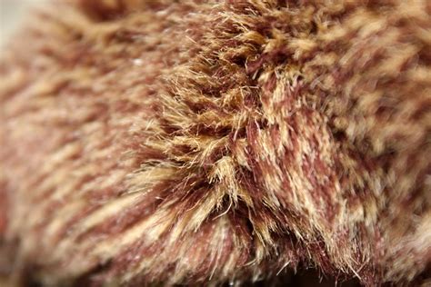Fur Background 4 Free Stock Photo Public Domain Pictures