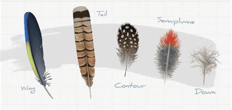 All About Feathers Interactive Feather Identification Ornithology Bird Feathers