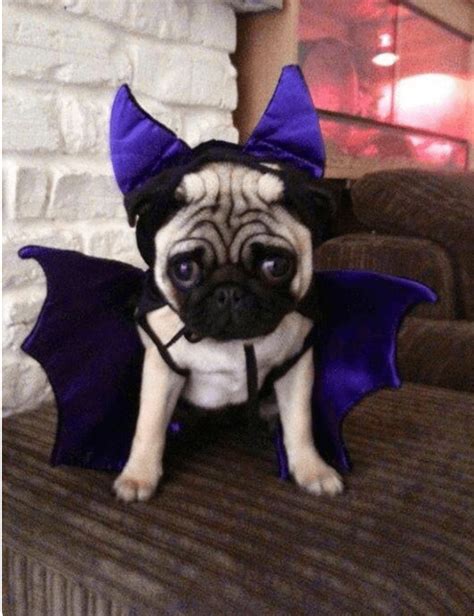 Disfraces para perros de halloween. Resultado de imagen para disfraz de halloween para pug ...