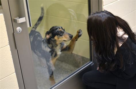 Animals adopted from the humane society of livingston county may be returned within 60 days of adoption for a full refund. 5 Michigan Non-Profit Organizations To Know About - CBS ...