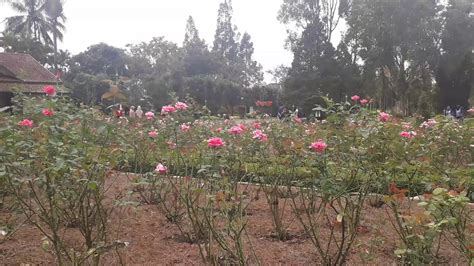 Sitiawan esant 1,0km taman bunga ros stoties padėtis: Taman Mawar di Taman Bunga Nusantara. Rose Garden - YouTube