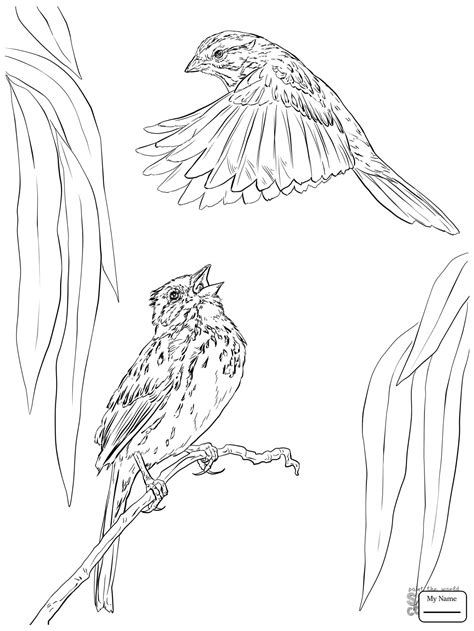 The best free Sparrow coloring page images. Download from 98 free