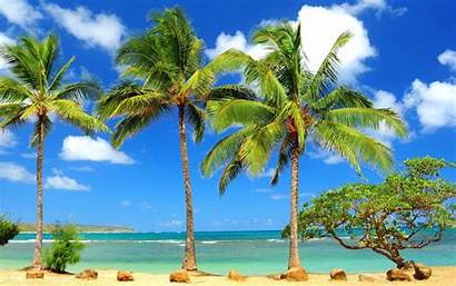 Palm Tree Wallpapers Trees Beach Tropical Palms