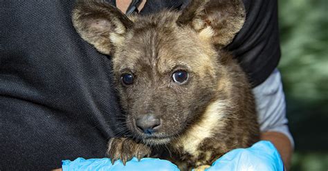 Zoo Miami Reveals New Litter Of African Painted Dog Puppies Cbs Miami