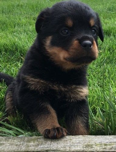We currently have six males available. Rottweiler Puppies For Sale | Holland, MI #321292
