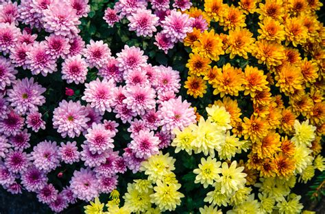 Chrysanthemum Facts Meaning And Care Petal Talk