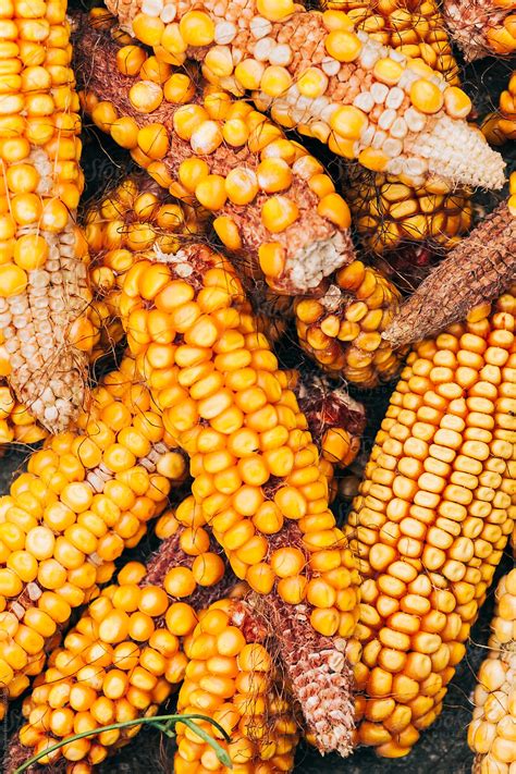 Dried Corn Cobs By Stocksy Contributor Borislav Zhuykov Stocksy