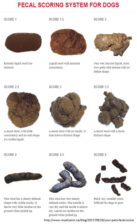 Vet Approved Cat Stool Chart Decoding Your Cats Poop All About Cats