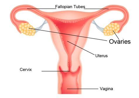 Ovarian Cancer Exploring Biology